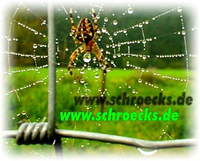 Die Spinne im Netz ...